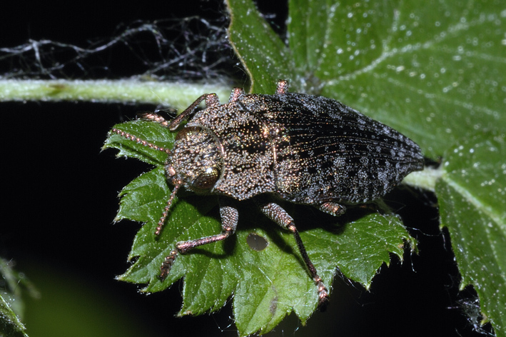 Dicerca alni (Buprestidae)